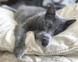 кошка шартрез
